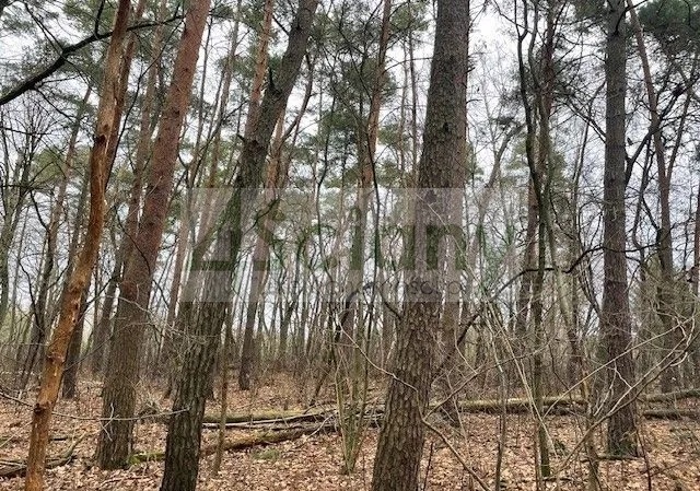 Działka budowlana 6500 m², Książenice - zdjęcie 2