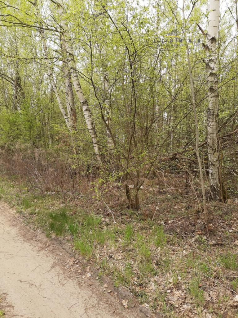Działka rekreacyjna 1190 m², Cyprianów - zdjęcie 1