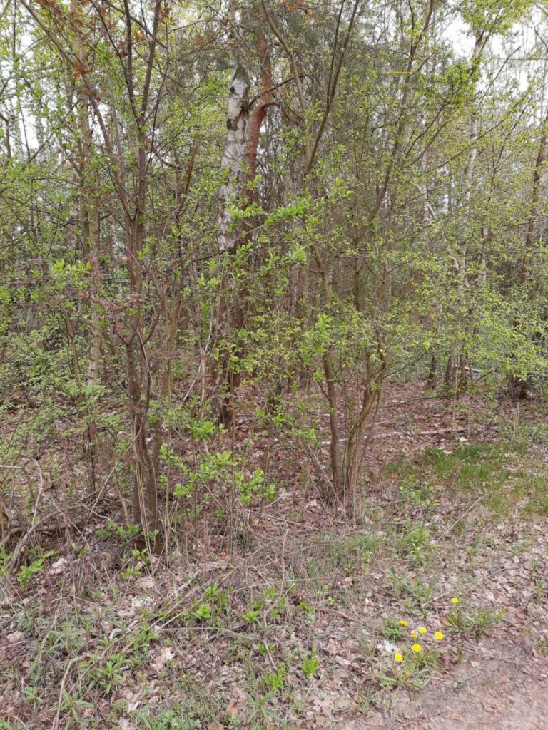 Działka rekreacyjna 1190 m², Cyprianów - zdjęcie 2