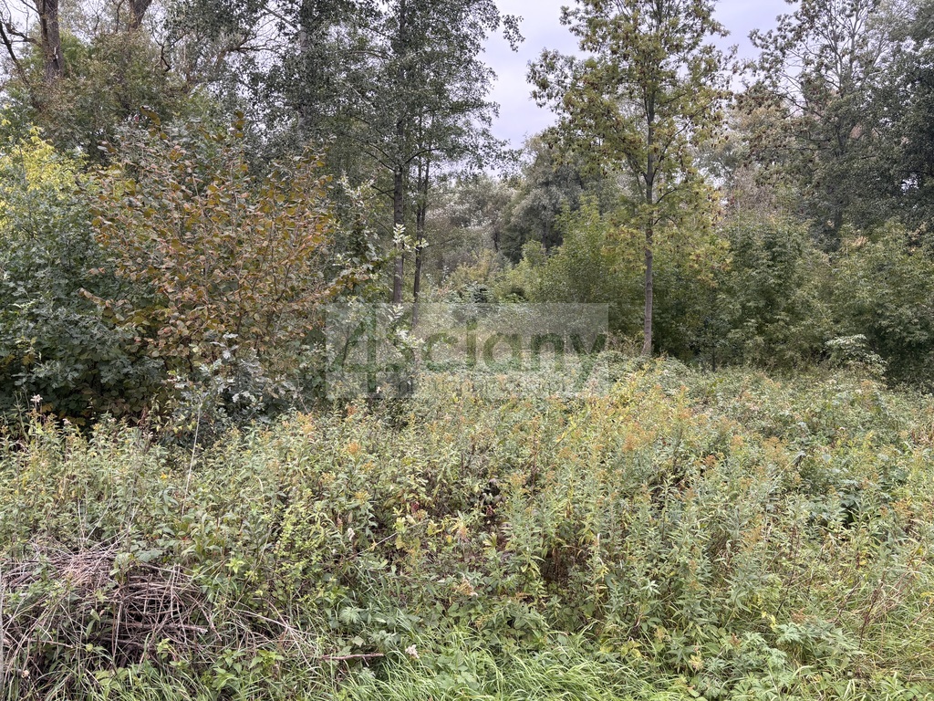 Działka budowlana 2100 m², Wilków Polski - zdjęcie 2