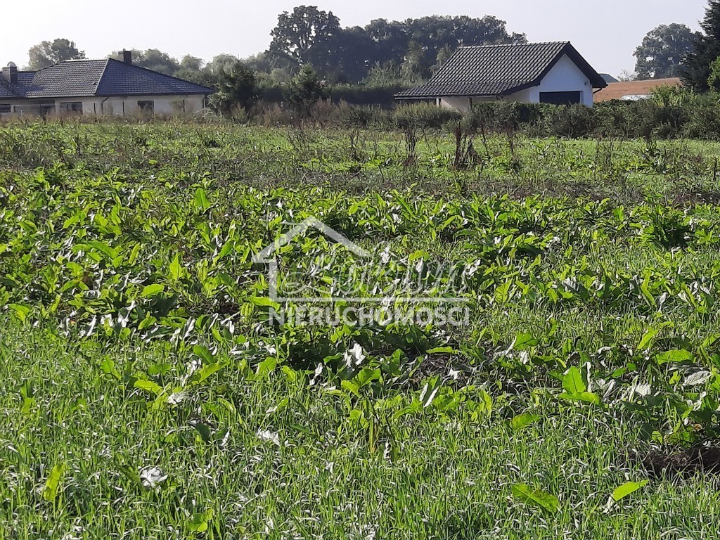 Działka budowlana 2,80 ha, Kurów, Na Klifie - zdjęcie 4