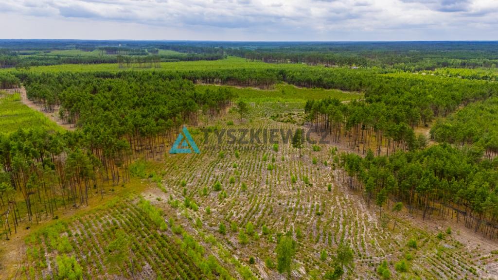 Urokliwa działka leśna o dużej powierzchni! - zdjęcie 3