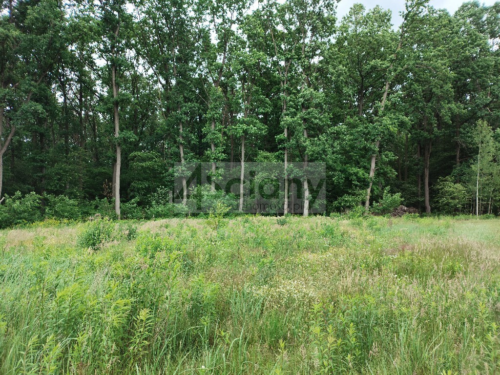 Działka budowlana 2062 m², Strzeniówka - zdjęcie 2