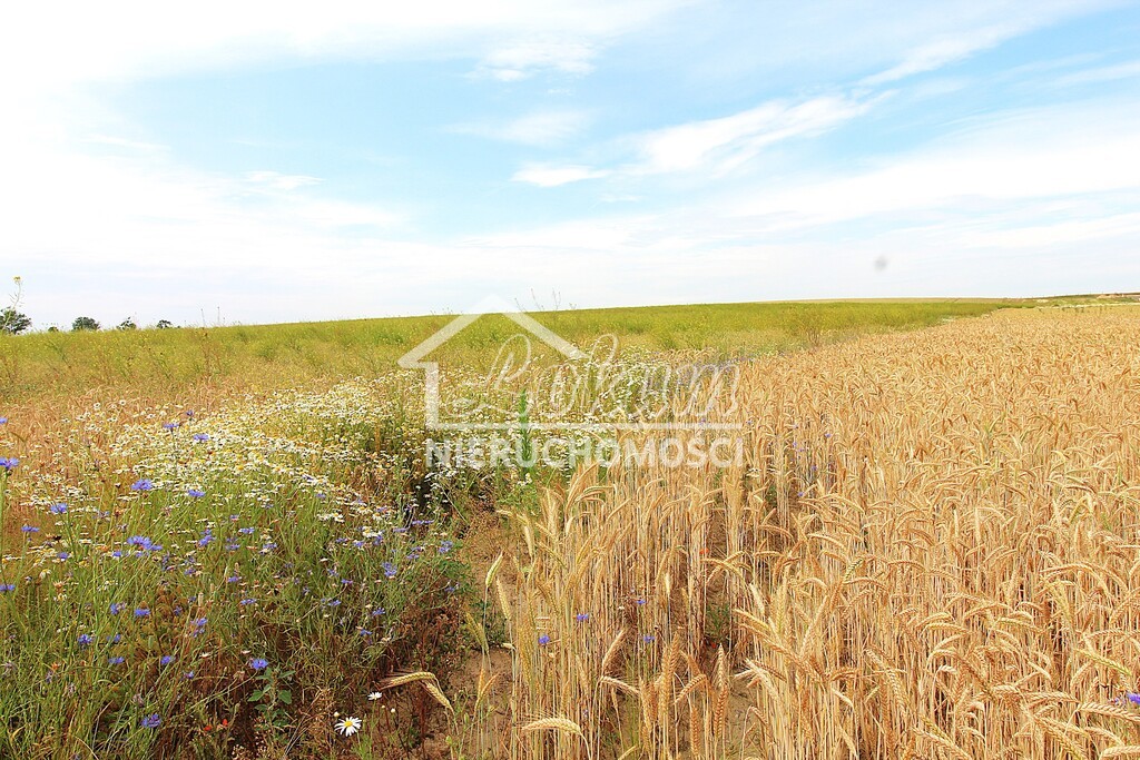 Działka budowlana 1300 m², Bielkowo - zdjęcie 2
