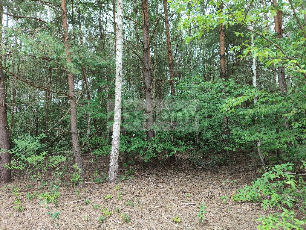 Działka budowlana 1706 m², Wólka - zdjęcie 3