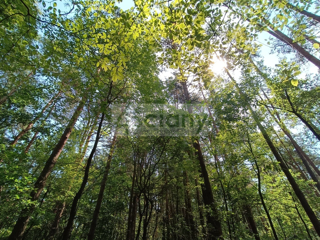 Działka rolna 1666 m², Siestrzeń - zdjęcie 2