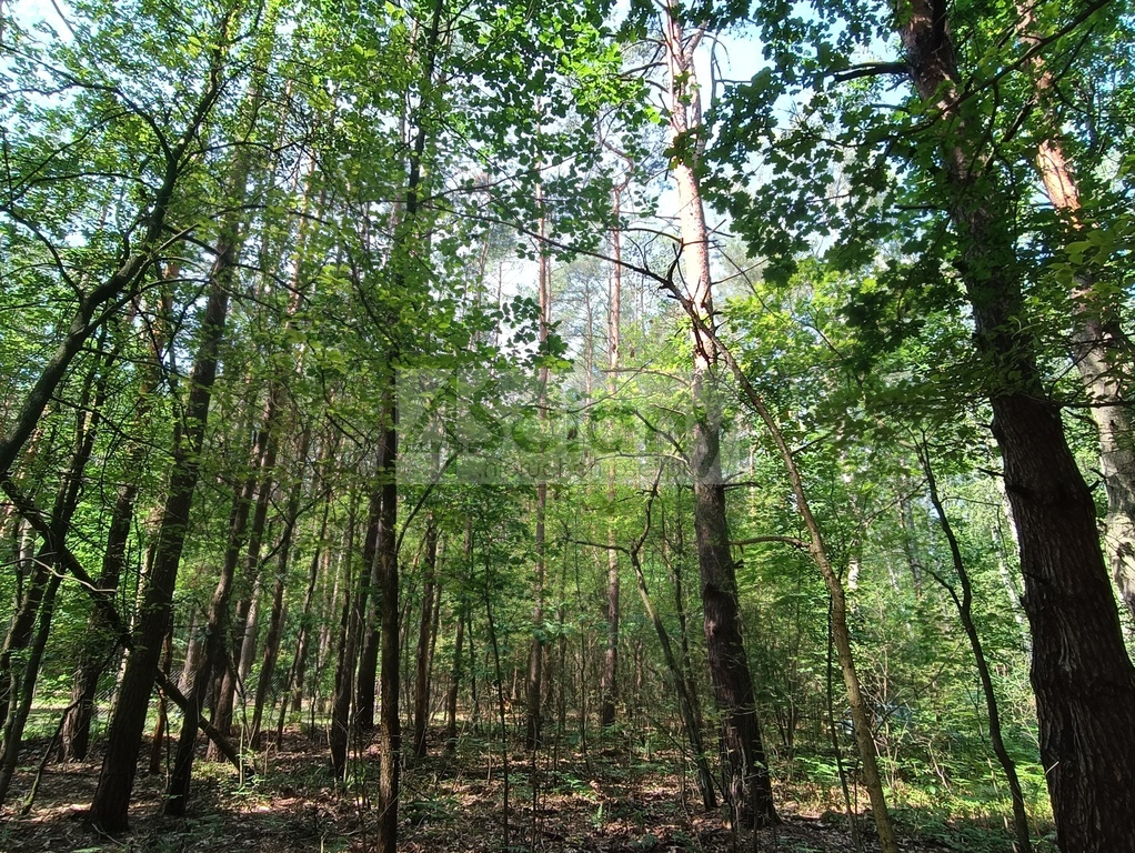 Działka rolna 1666 m², Siestrzeń - zdjęcie 11