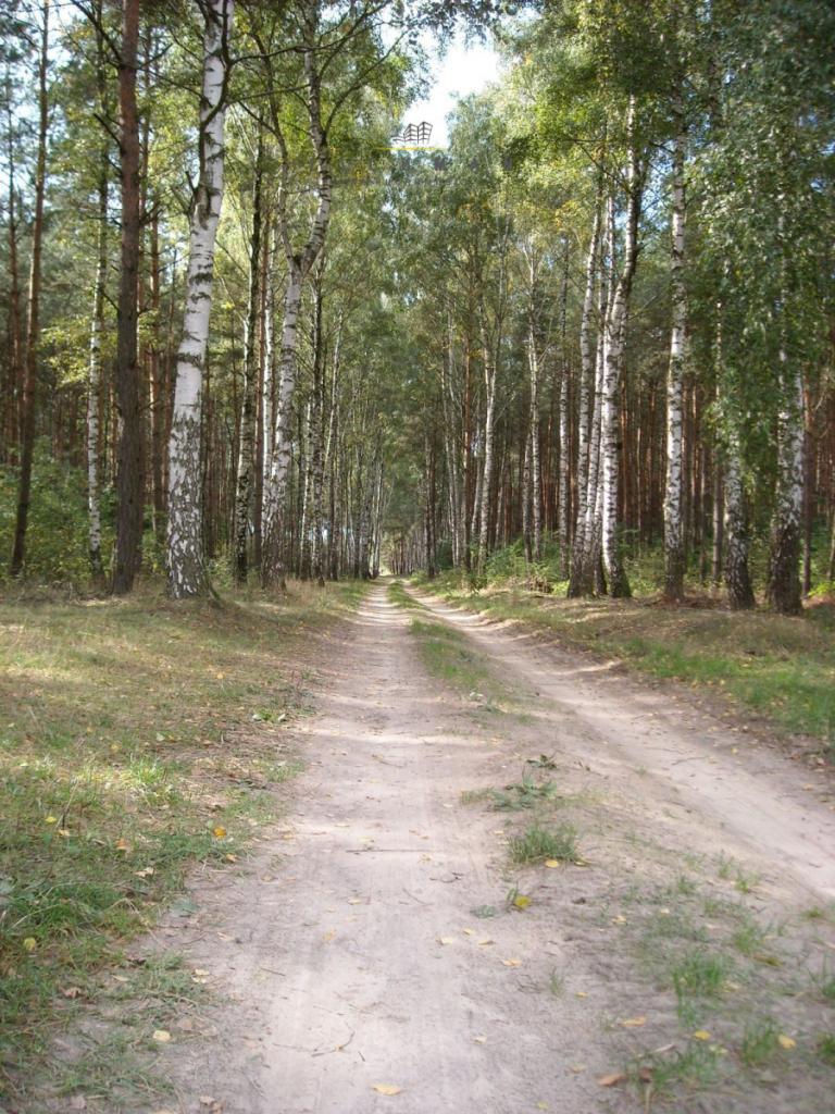 Działka leśna na sprzedaż Trojaczek - zdjęcie 12