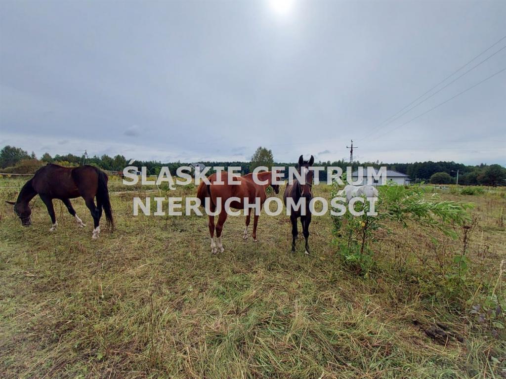 Działka budowlana 1282 m², Rokitno Szlacheckie, Rokicka - zdjęcie 4