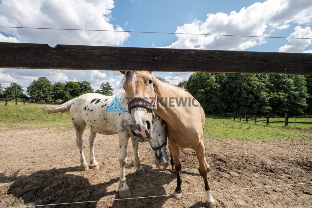 Stadnina koni, gosp.rolne stajnia - zdjęcie 2