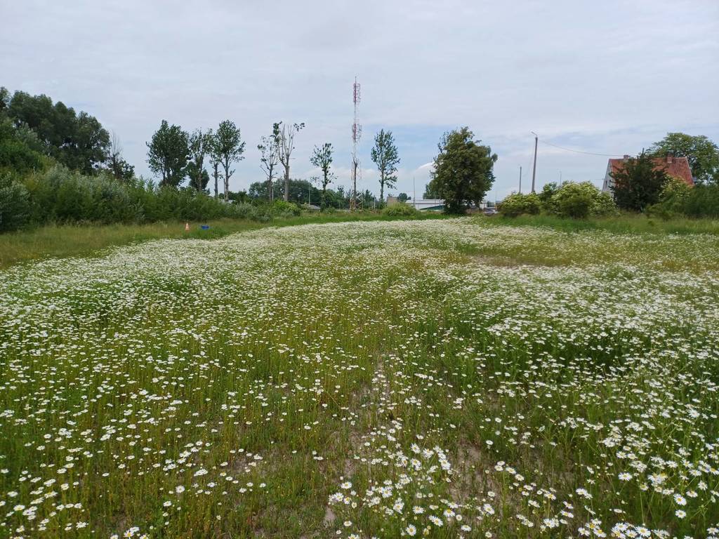 Działka inwestycyjna 3000&nbsp;m², Malbork, Toruńska - zdjęcie 2