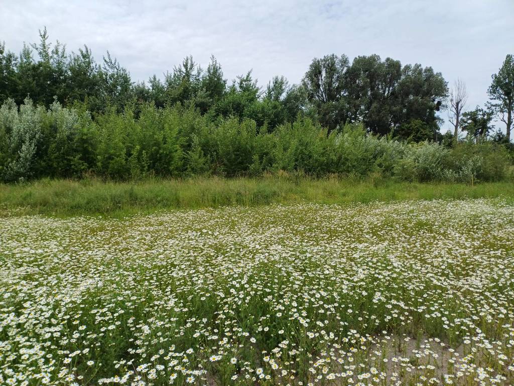 Działka inwestycyjna 3000&nbsp;m², Malbork, Toruńska - zdjęcie 3