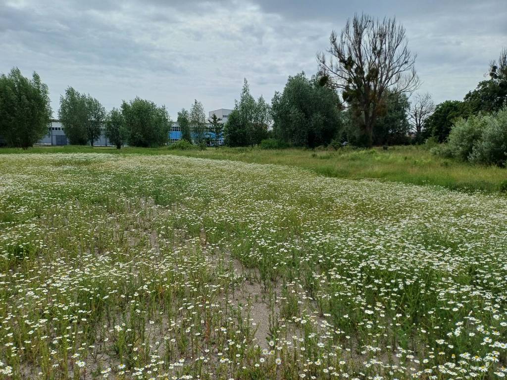 Działka inwestycyjna 3000&nbsp;m², Malbork, Toruńska - zdjęcie 4