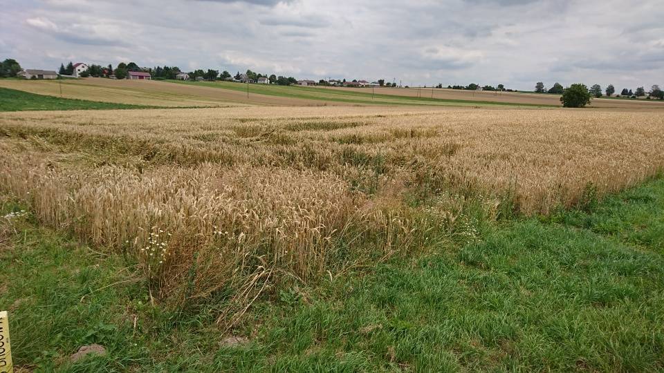 Działka inwestycyjna 1,82&nbsp;ha, Werbkowice, Zamojska - zdjęcie 8