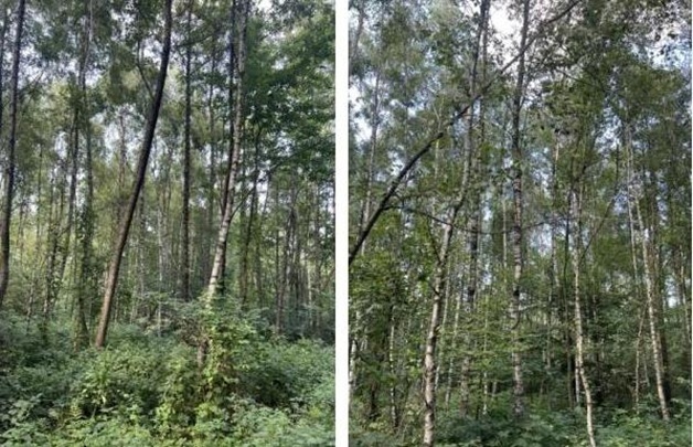 Działka rolna 1,28&nbsp;ha, Glinik - zdjęcie 3