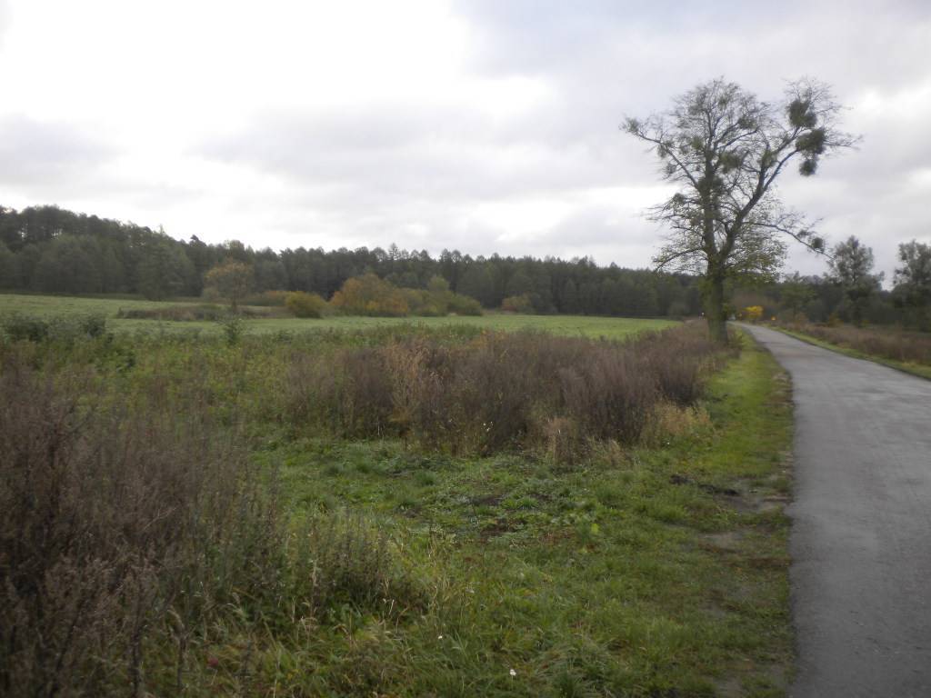 Działka rolna 3900 m², Kotuń - zdjęcie 2