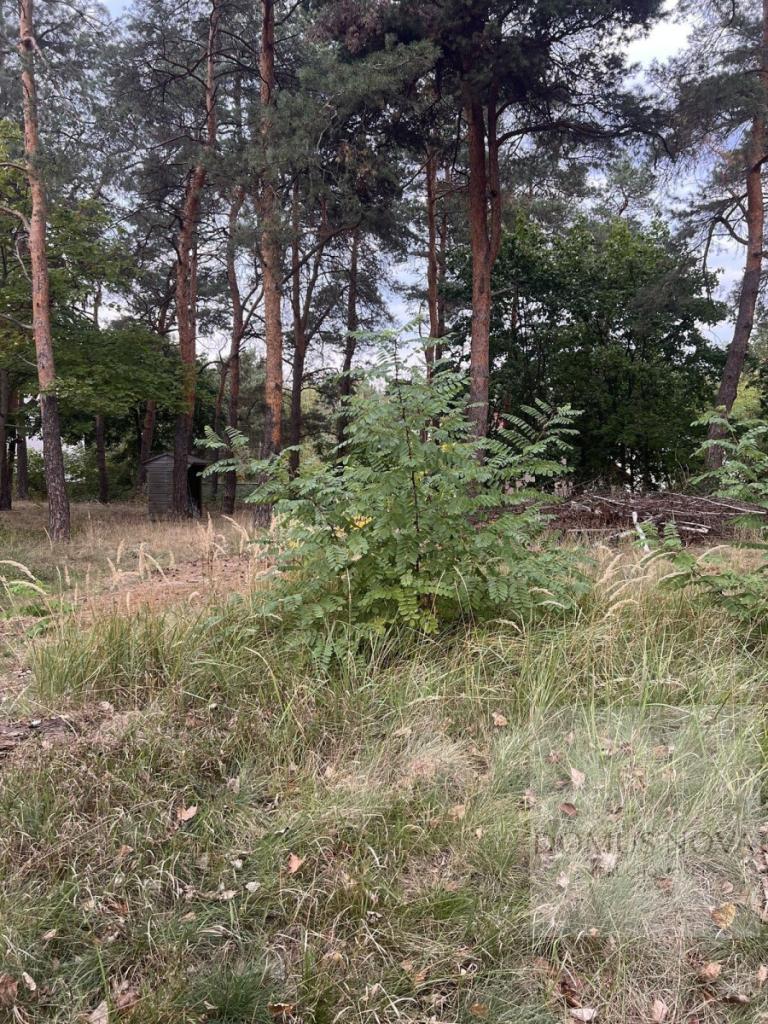 Na sprzedaż działka budowlana Stara Miłosna - zdjęcie 3