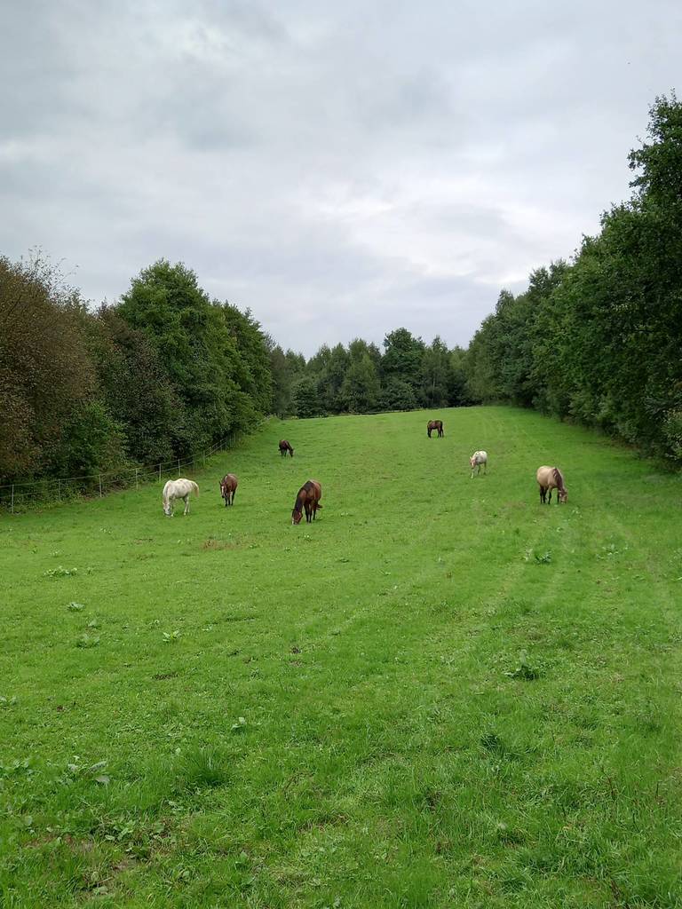 Lokal usługowy na sprzedaż, 43000&nbsp;m², Bodzanów - zdjęcie 6