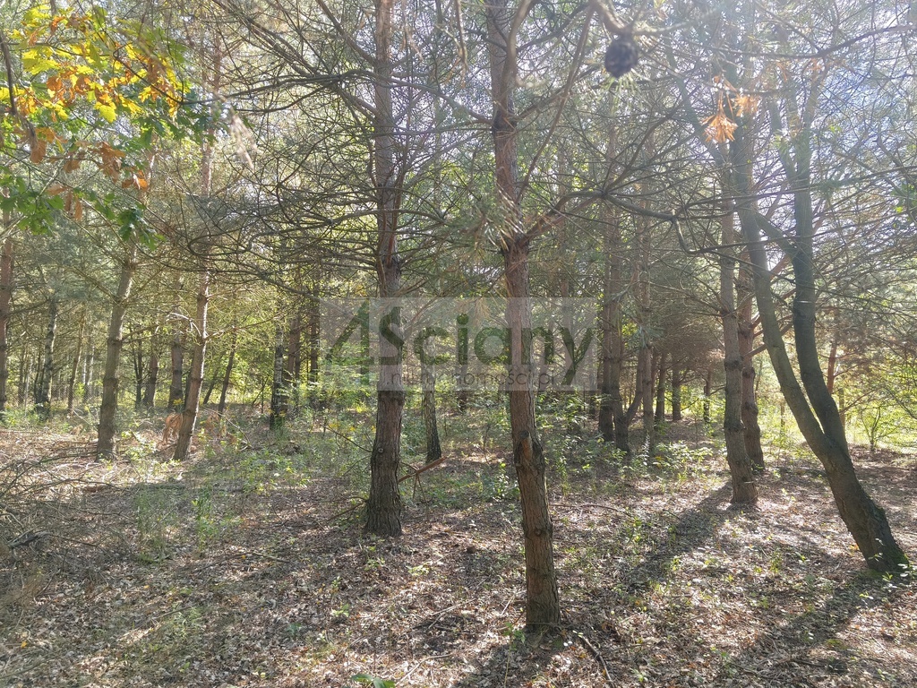 Działka budowlana 1643&nbsp;m², Zaręby - zdjęcie 4