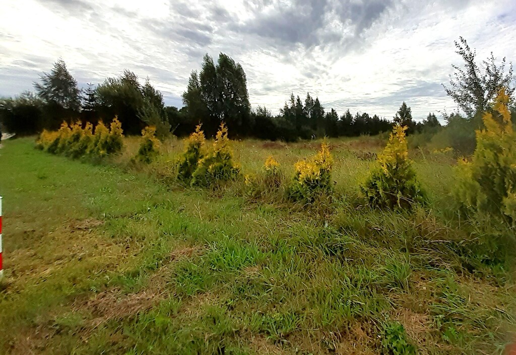 Działka budowlana 2613 m², Glincz, Cedrowa - zdjęcie 2
