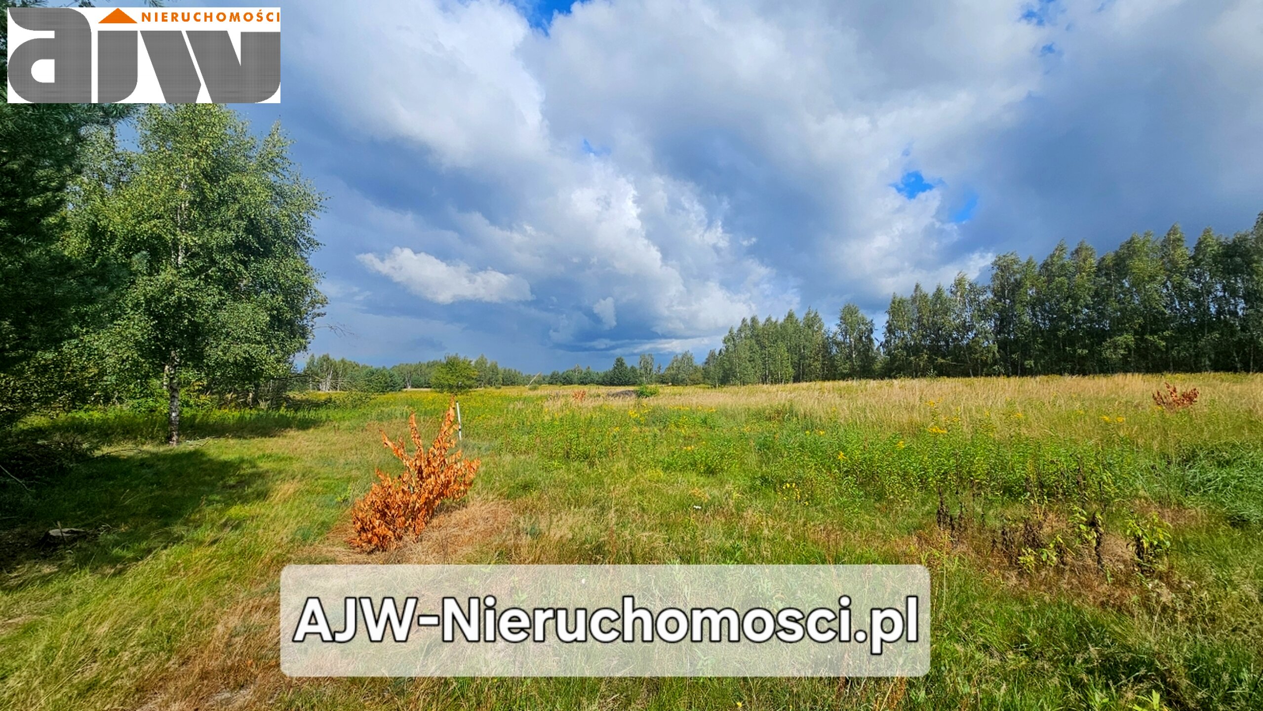 Wojcieszyn, Zalesie 1500 m2 - zdjęcie 1