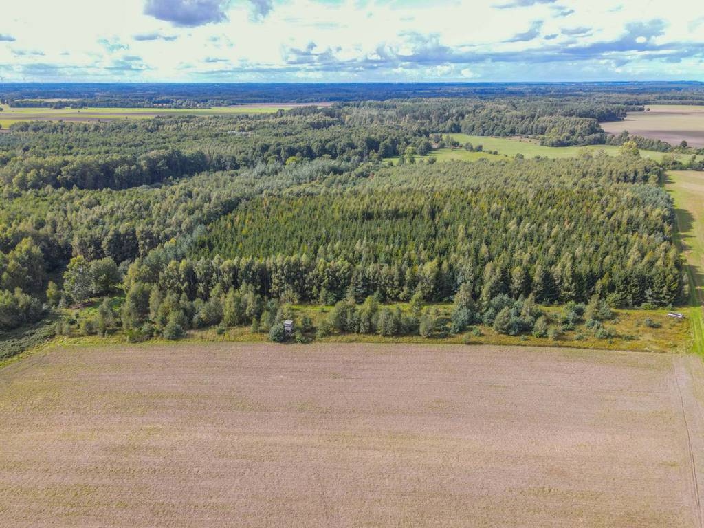 Działka rolna 5000&nbsp;m², Białogórzyno - zdjęcie 5