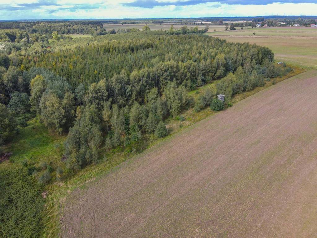 Działka rolna 5000&nbsp;m², Białogórzyno - zdjęcie 7