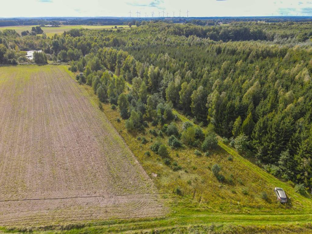 Działka rolna 5000&nbsp;m², Białogórzyno - zdjęcie 4