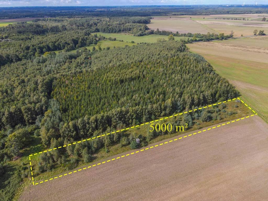 Działka rolna 5000&nbsp;m², Białogórzyno - zdjęcie 6
