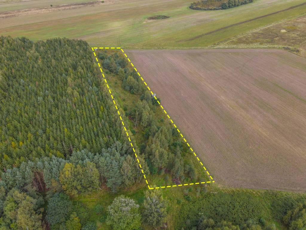 Działka rolna 5000&nbsp;m², Białogórzyno - zdjęcie 3