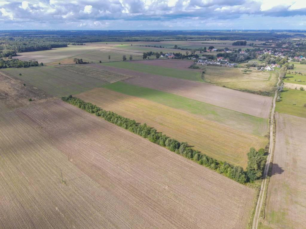 Działka rolna 5000&nbsp;m², Białogórzyno - zdjęcie 10