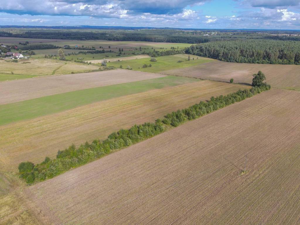 Działka rolna 5000&nbsp;m², Białogórzyno - zdjęcie 4