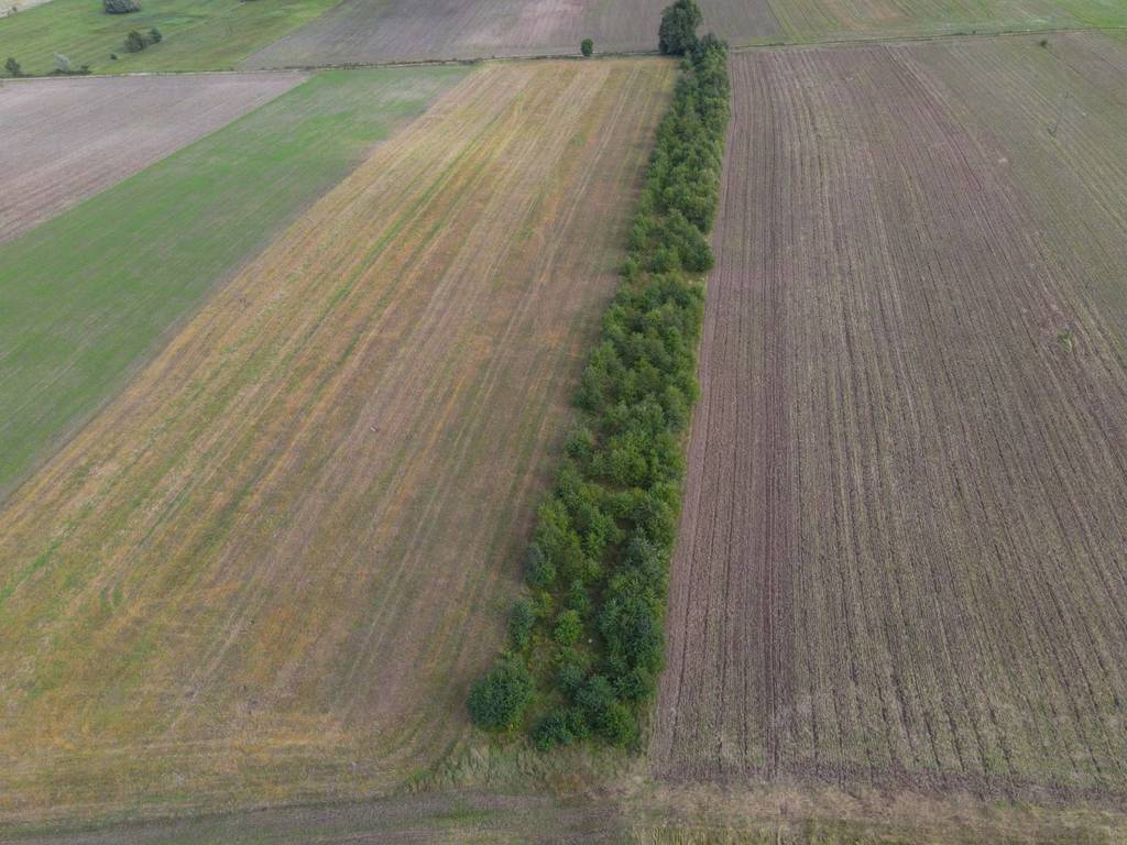 Działka rolna 5000&nbsp;m², Białogórzyno - zdjęcie 9