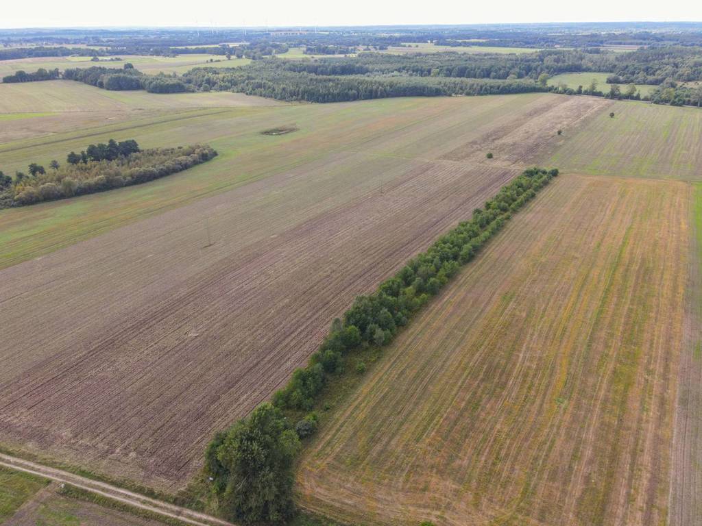 Działka rolna 5000&nbsp;m², Białogórzyno - zdjęcie 7