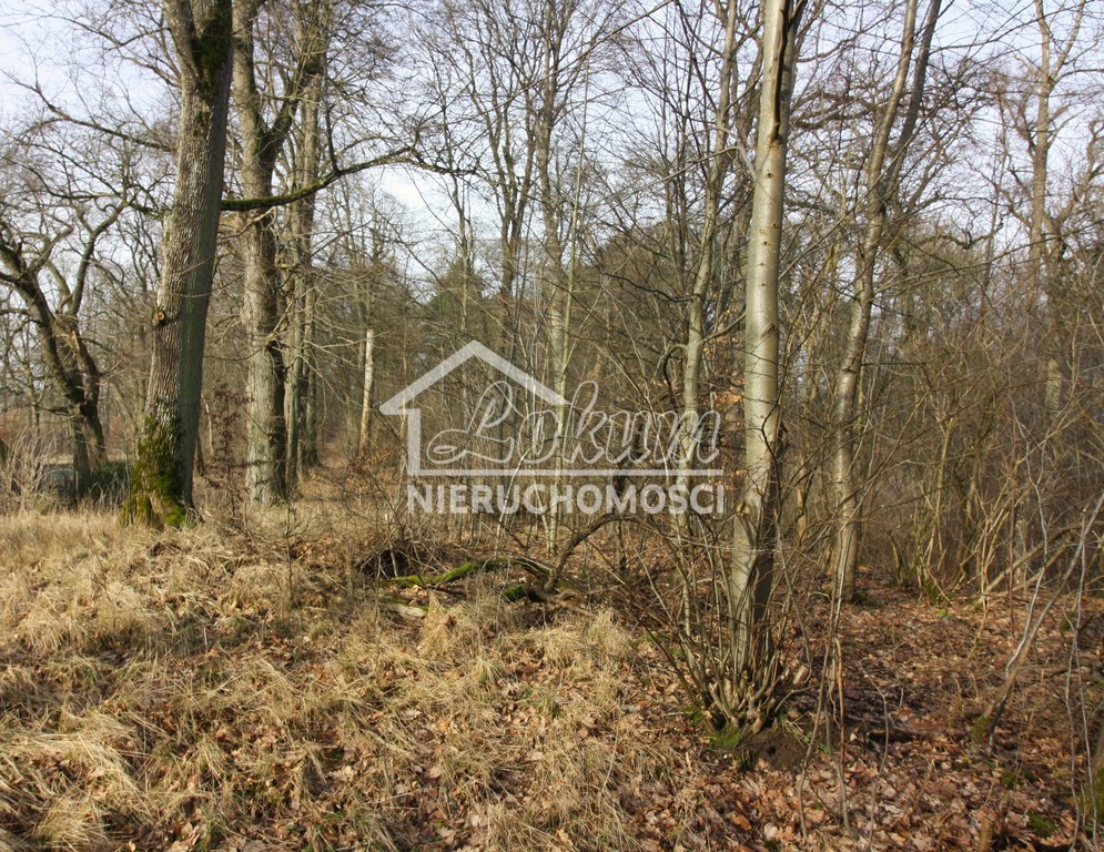 Lokal usługowy na sprzedaż, 800&nbsp;m², Storkowo - zdjęcie 18