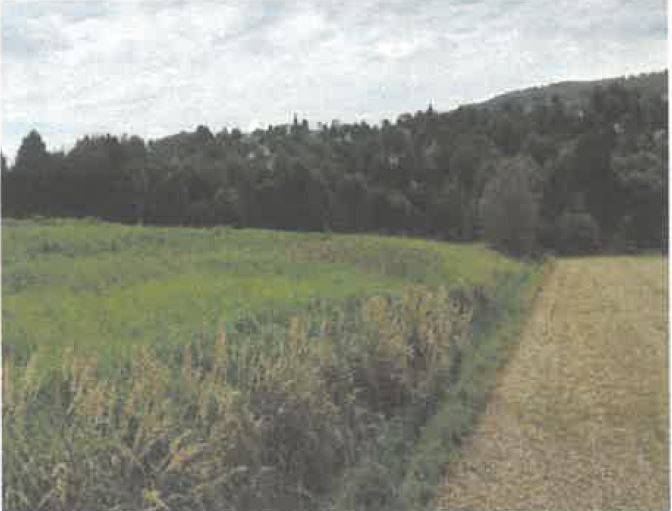 Działka rolna 5600 m², Barycz - zdjęcie 6