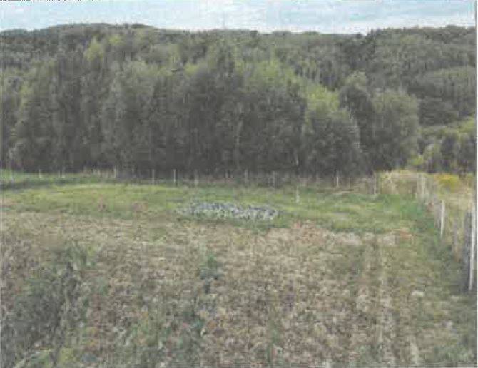 Działka rolna 5600 m², Barycz - zdjęcie 1