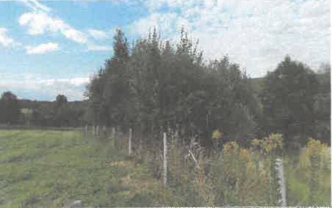 Działka rolna 5600 m², Barycz - zdjęcie 8