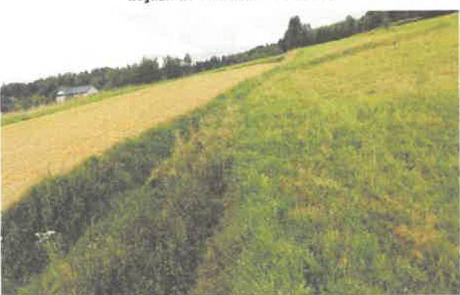 Działka rolna 5600 m², Barycz - zdjęcie 3