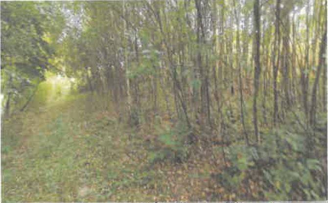 Działka rolna 5600 m², Barycz - zdjęcie 9