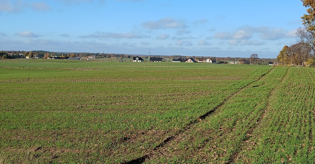 Działka budowlana 3000 m², Borcz - zdjęcie 4