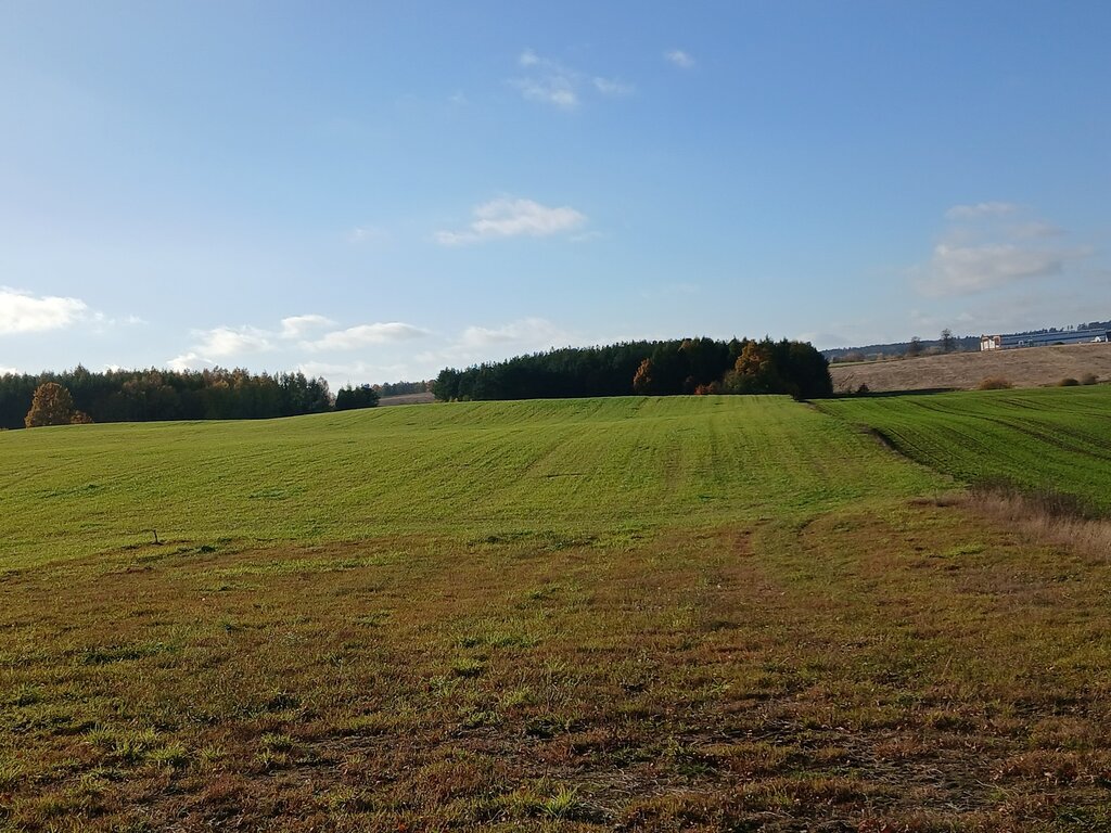 Działka budowlana 3000 m², Borcz - zdjęcie 3